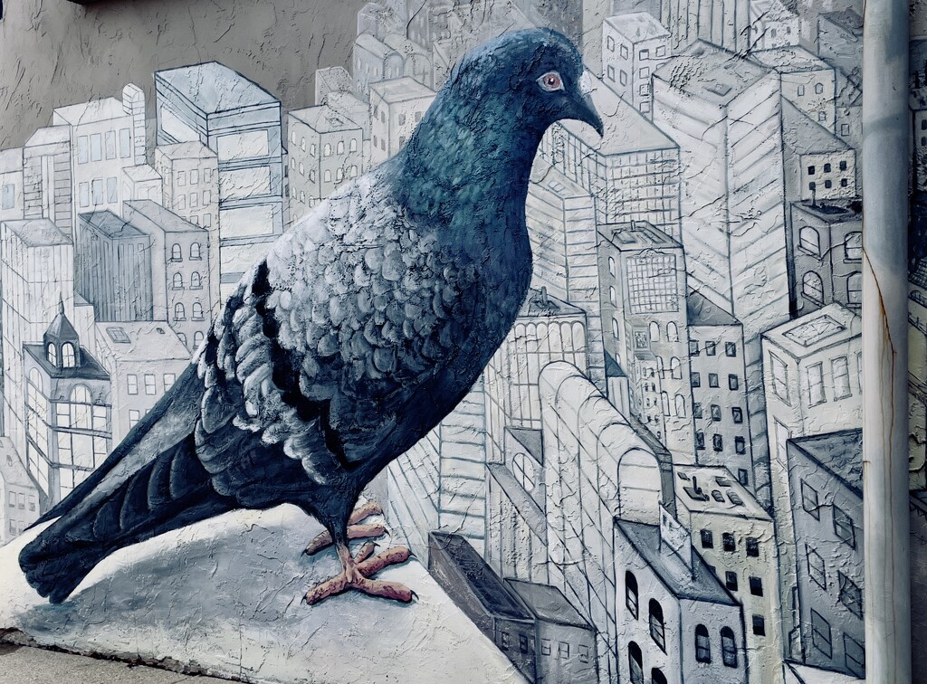 Pigeon on the Ledge by eahopp