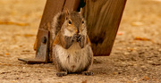 21st Feb 2023 - Squirrel Having a Snack!