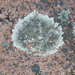 Lichen by onewing