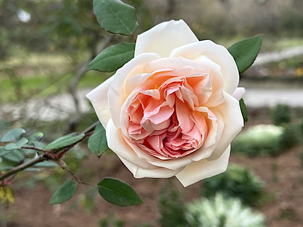 Roses have started blooming again at the gardens  by congaree