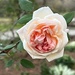 Roses have started blooming again at the gardens  by congaree