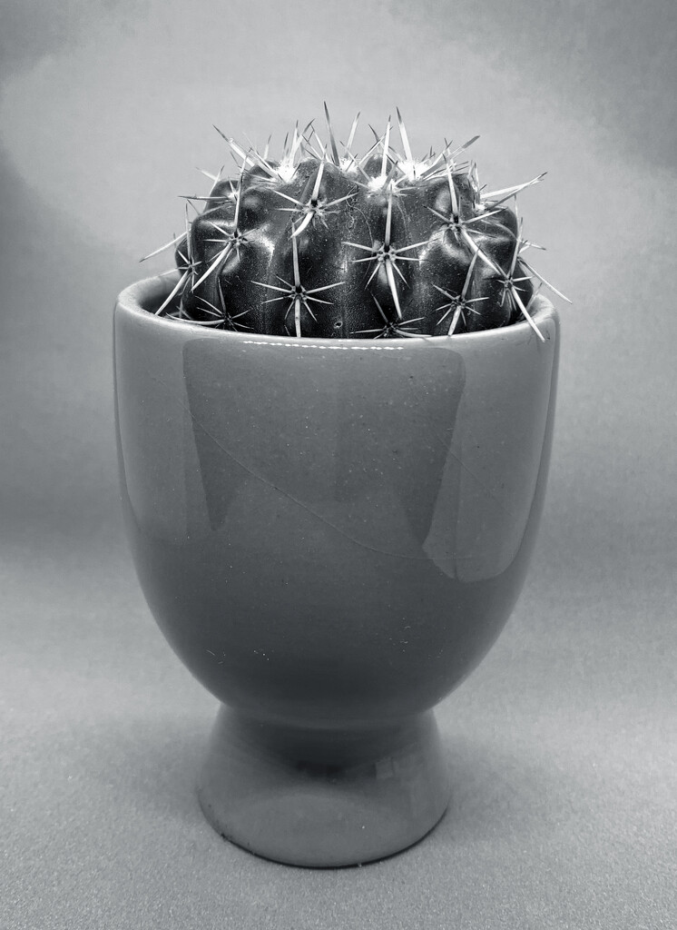 Cactus by philm666