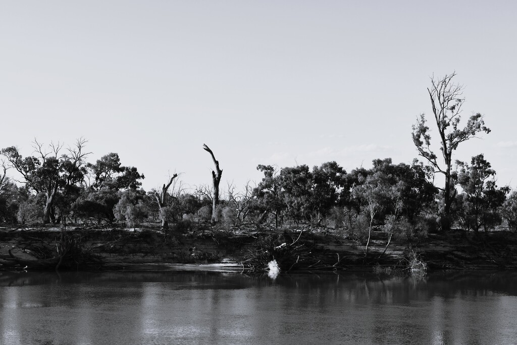 051 - Murray River Landscape? by nannasgotitgoingon