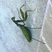 Praying Mantis  by philbacon