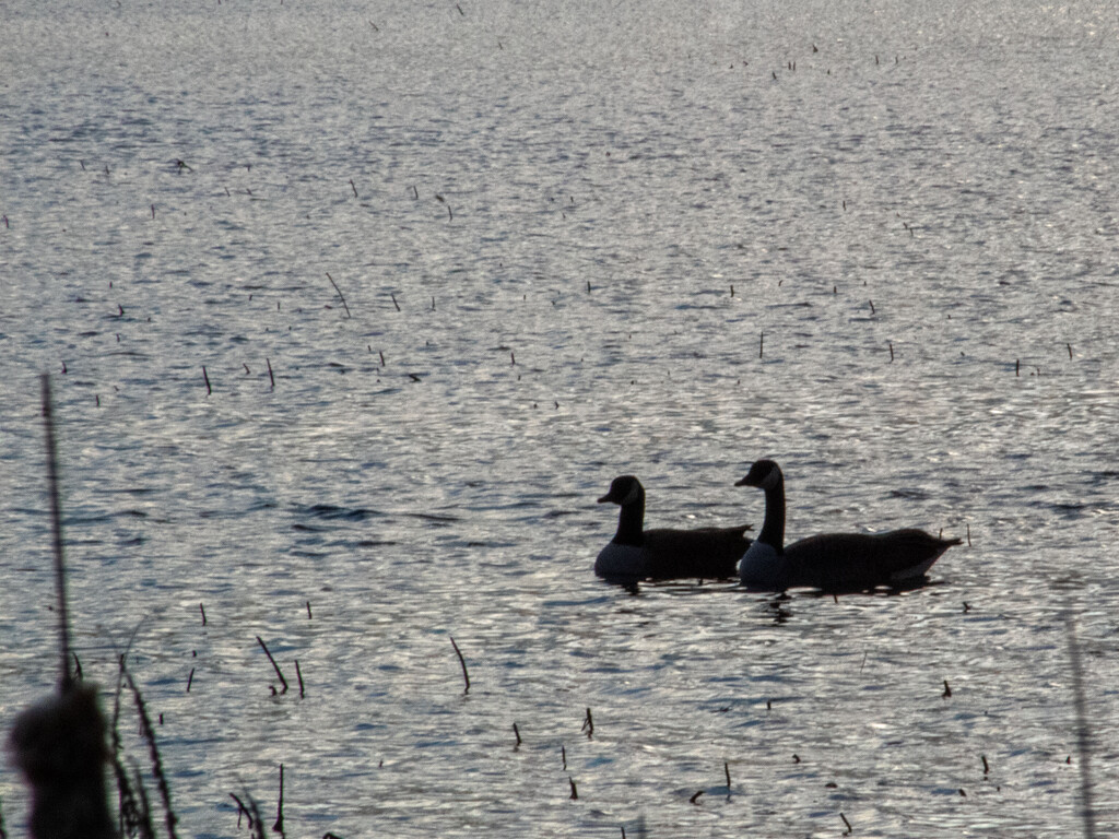 Geese Silhouette by tdaug80