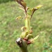spring buds by cam365pix
