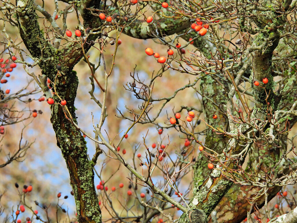 Tree Branches and Berries by seattlite