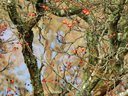 22nd Feb 2023 - Tree Branches and Berries
