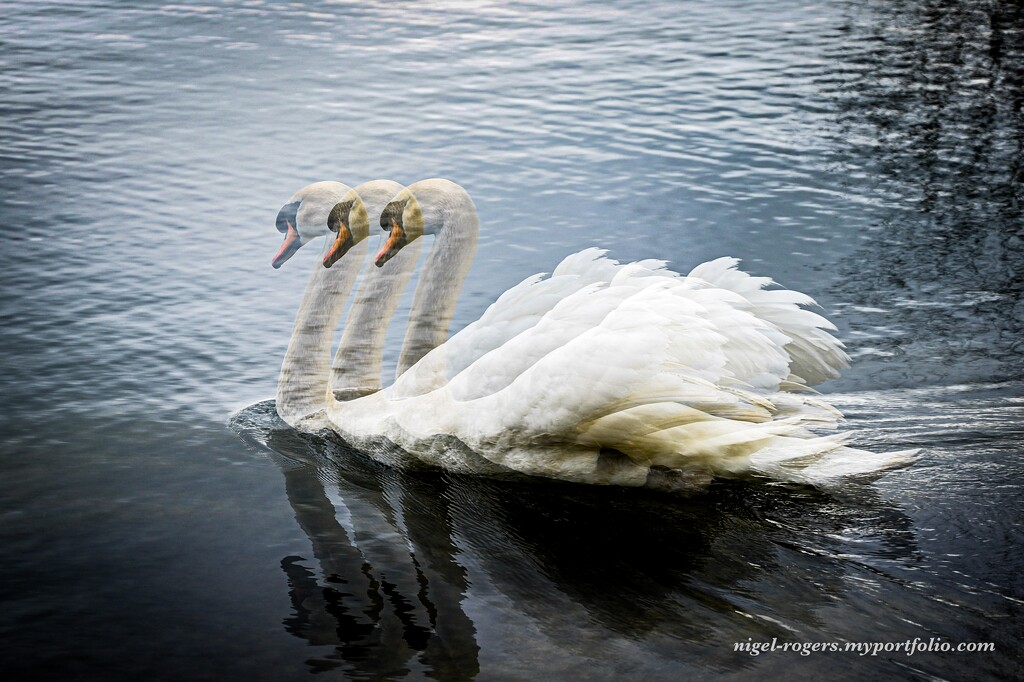Swans in the winter air - A white perfection have by nigelrogers