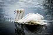 22nd Feb 2023 - Swans in the winter air - A white perfection have