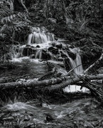 22nd Feb 2023 - Waterfall with fallen tree 