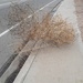Tumbleweed by blueberry1222