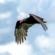 22nd Feb 2023 - Vulture
