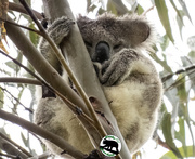 21st Feb 2023 - cute face, big bum = koala!