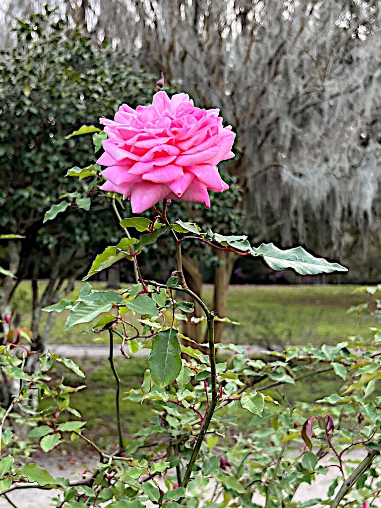 A new rose by congaree