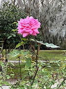 22nd Feb 2023 - A new rose