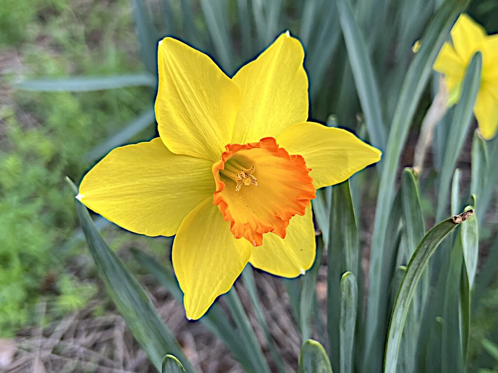 The first daffodils of the season by congaree