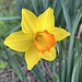The first daffodils of the season by congaree