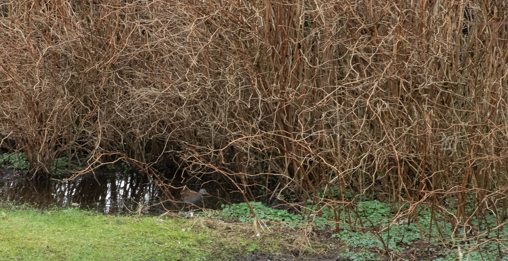 Spot The Water Rail by lifeat60degrees