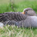 Greylag Snooze by lifeat60degrees