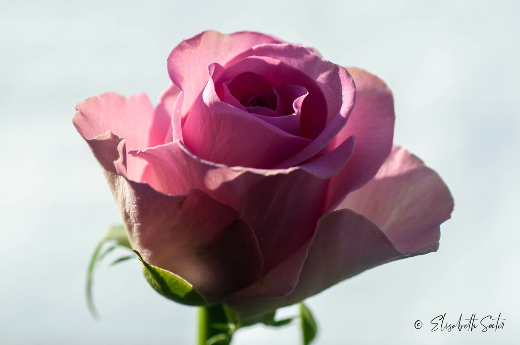 Pink rose by elisasaeter