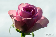 22nd Feb 2023 - Pink rose