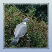 22nd Feb 2023 - pigeon 