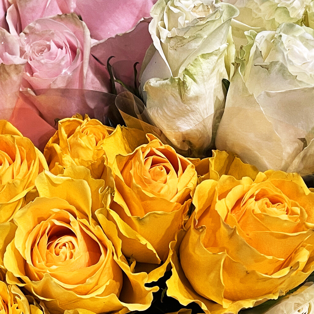 Pink & White & Yellow Roses by yogiw