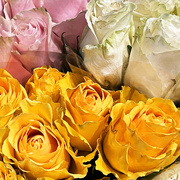 18th Feb 2023 - Pink & White & Yellow Roses