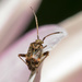 Organic Garden #14 Worlds smallest bug! by creative_shots