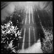 18th Feb 2022 - Sidewalk Shadows | Black & White