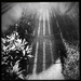 Sidewalk Shadows | Black & White by yogiw