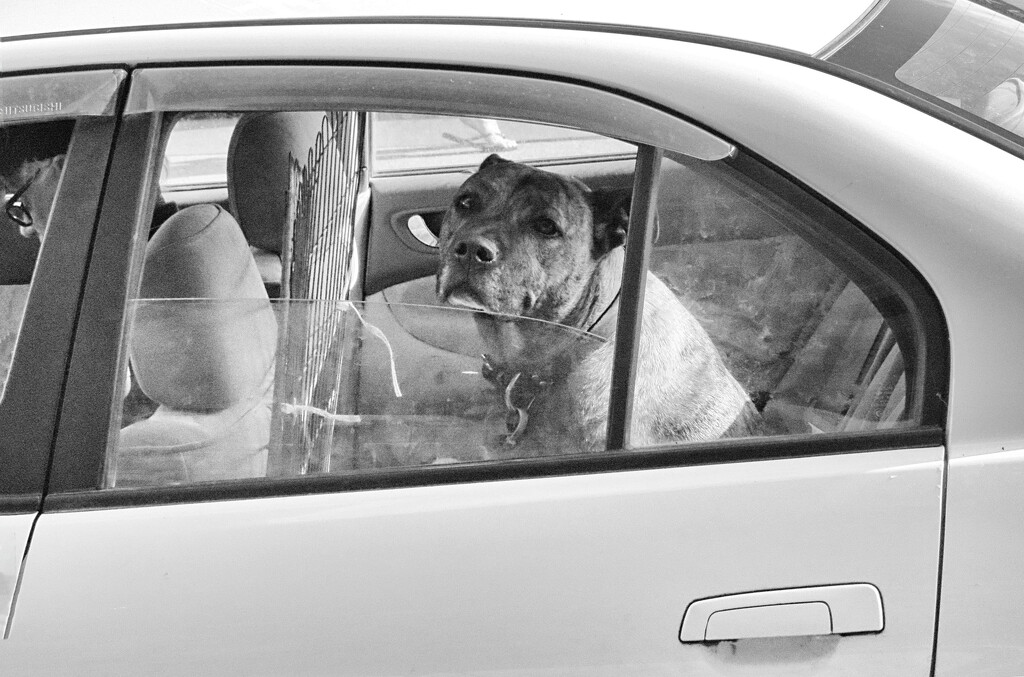 dogs in cars by kali66