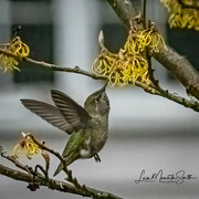 7th Feb 2023 - Hummingbird feeding on Witch hazel blooms