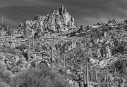 20th Feb 2023 - Saguaro Landscape