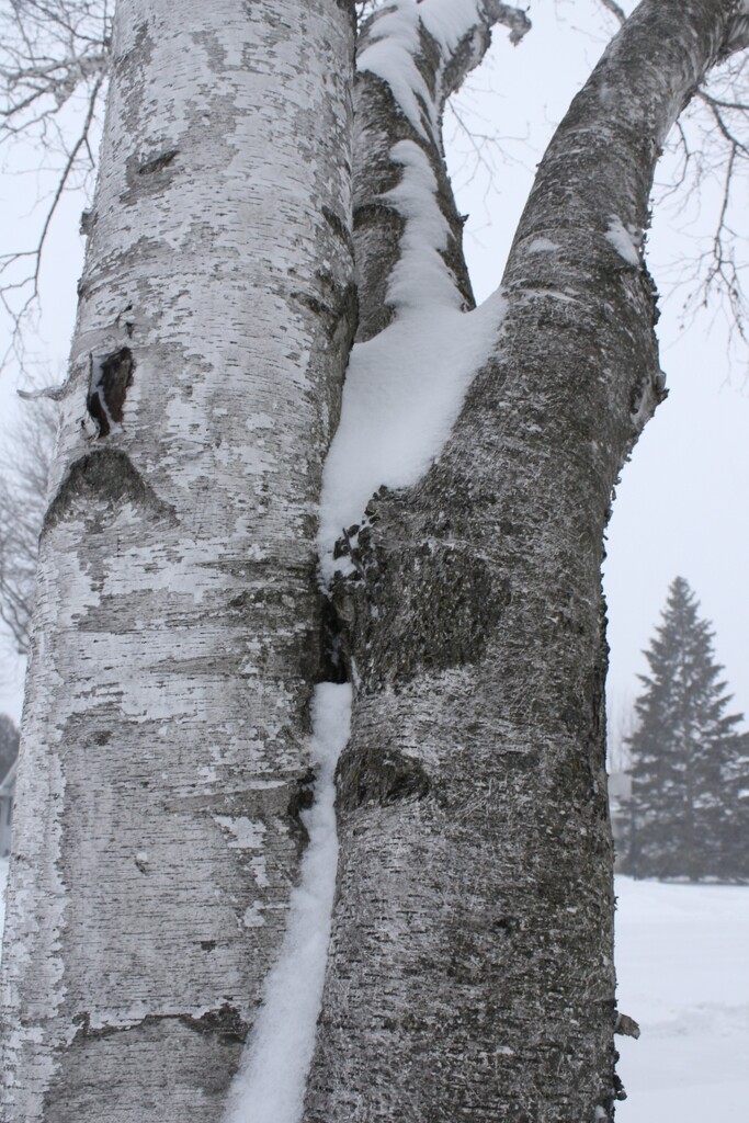 Textures on a snowy birch by mltrotter