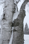 22nd Feb 2023 - Textures on a snowy birch