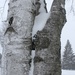 Textures on a snowy birch by mltrotter