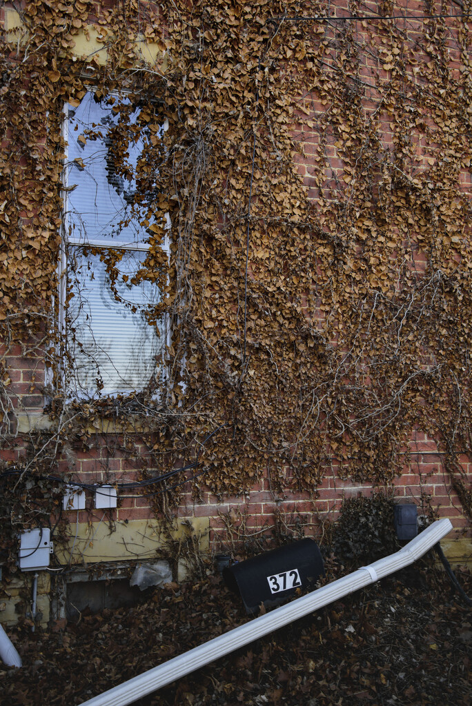 Dormant ivy lies in wait to spring back to life by ggshearron