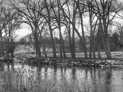 22nd Feb 2023 - landscape3, along the river (b&w, day 22)
