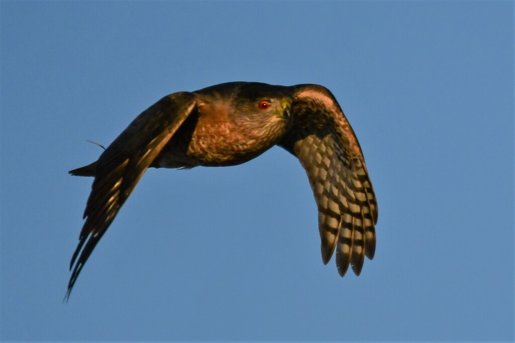 Cooper's Hawk in Flight by kareenking