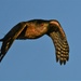 Cooper's Hawk in Flight by kareenking