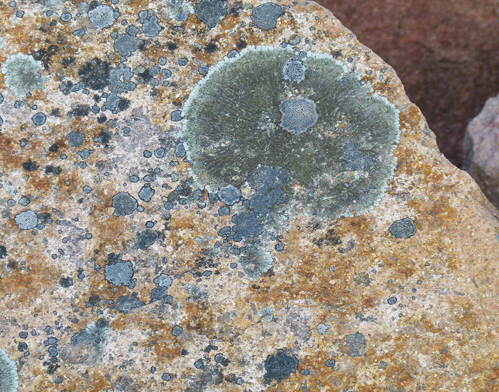 More Lichen by onewing