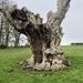 Gnarled Old Suffolk Oak by foxes37