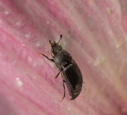 8th Dec 2022 - Organic Garden #15 Tiny Bug