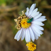 Bogong daisy-bush (Olearia frostii) by ankers70