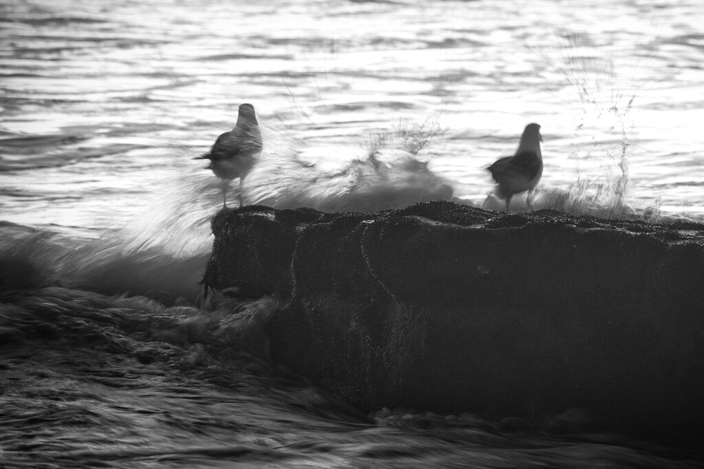 Seagull splash by dkbarnett