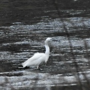 17th Feb 2023 - Little Egret