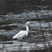 Little Egret by oldjosh