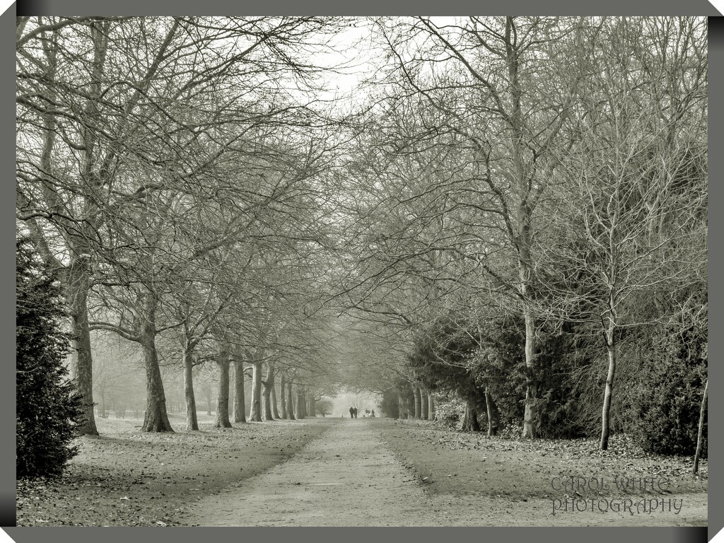 Path Through The Trees by carolmw